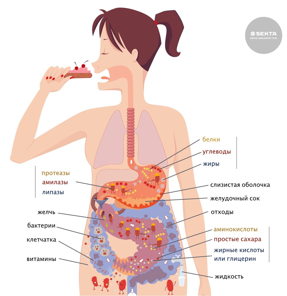 Что происходит в организме человека. Переваривание пищи. Усвоение пищи в организме. Процесс пищеварения. Процесс пищеварения пищи в организме человека.