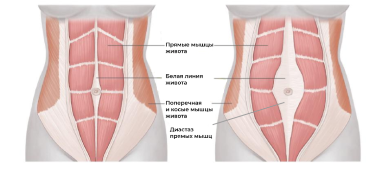 Дыхательные мышцы