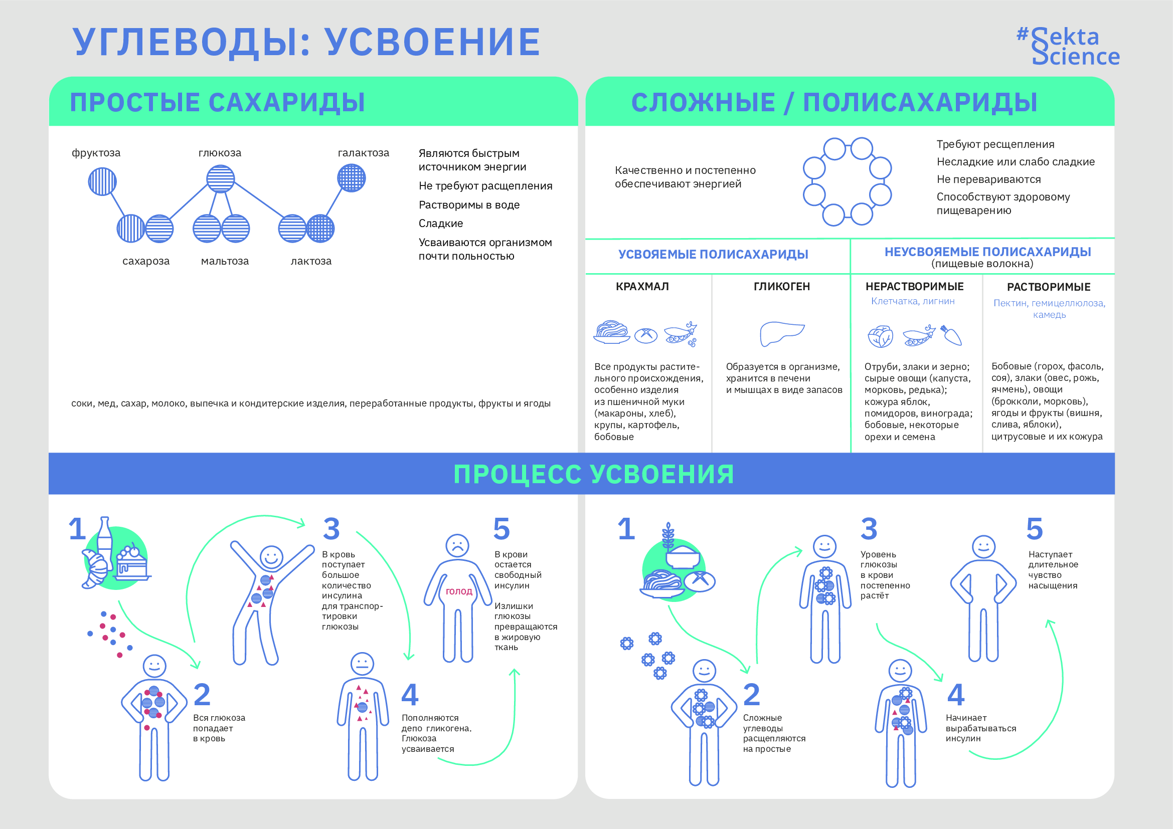 Углеводы - Sektascience: научно-популярный журнал